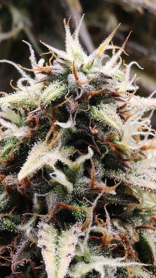 2025-10-06 Epsilon F1. Week 8