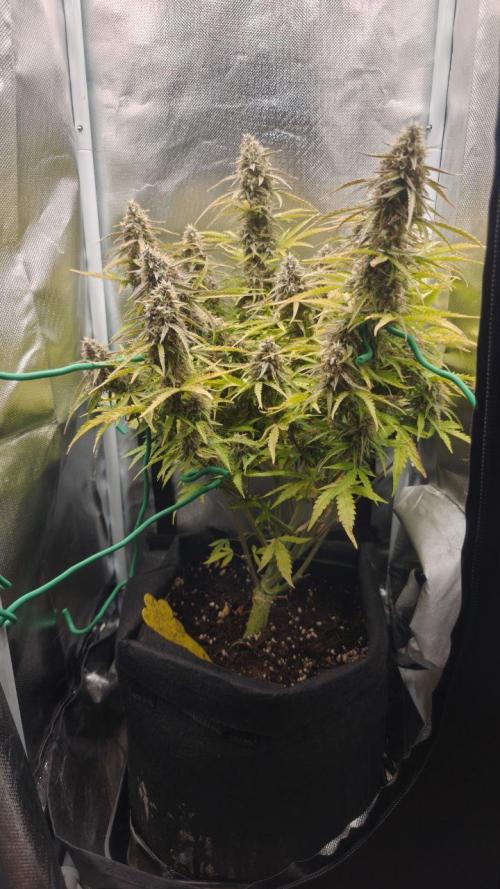 2025-10-06 Epsilon F1. Week 8