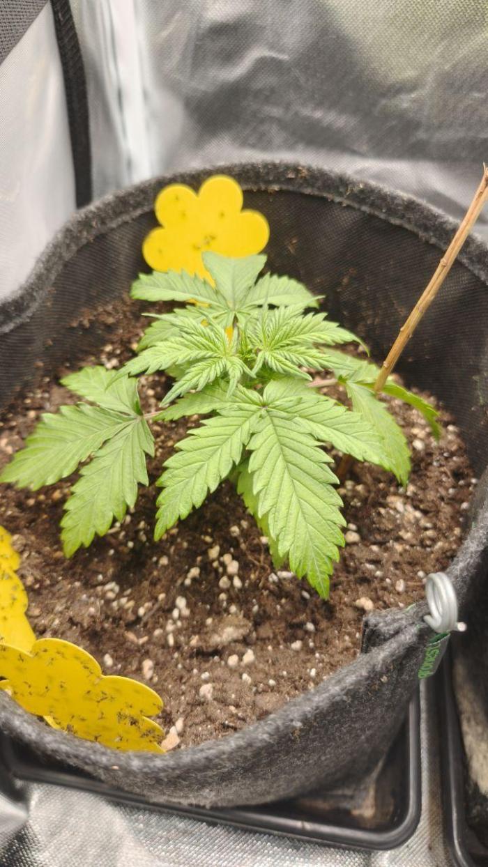 2025-11-17 Quick One in 60x60. Week 2