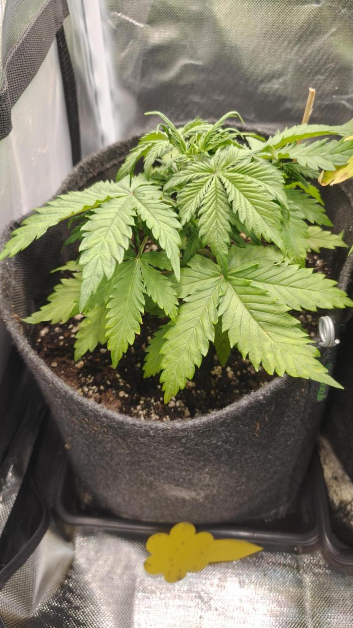 2025-11-17 Quick One in 60x60. Week 3