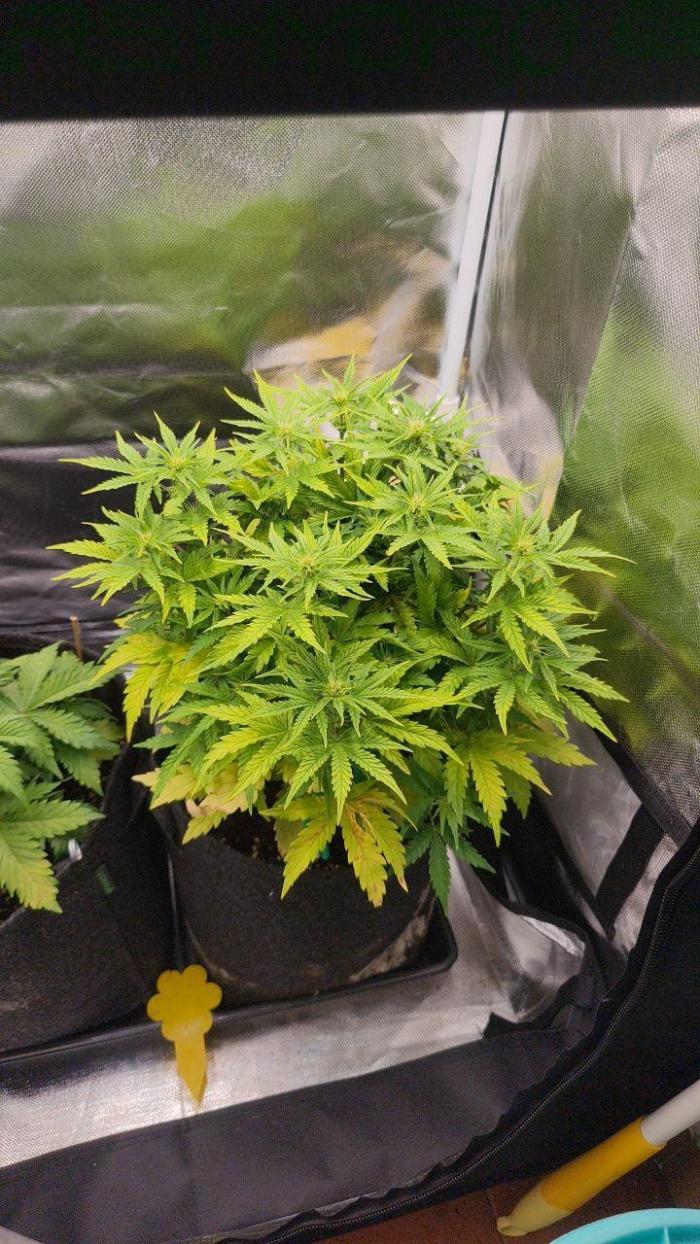 2025-11-07 Quick One. Week 4