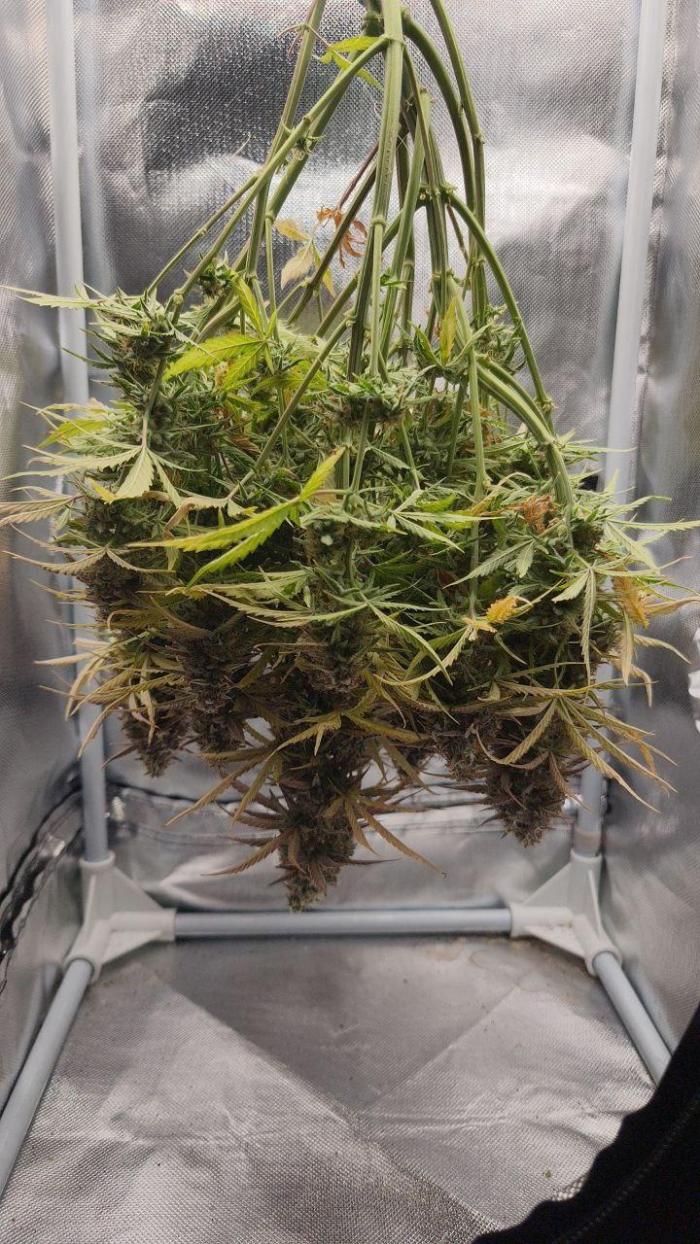 2025-10-06 Epsilon F1. Week 9