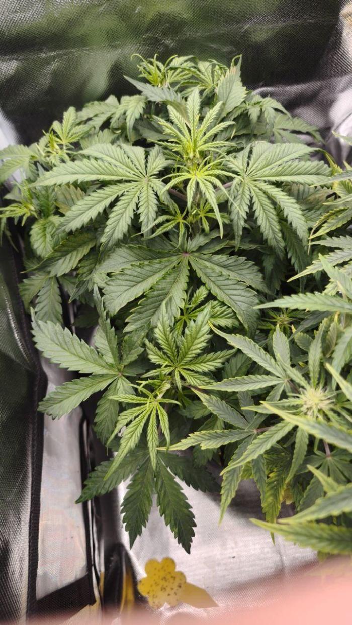 2025-11-17 Quick One in 60x60. Week 4