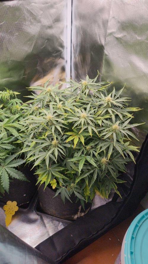 2025-11-07 Quick One. Week 5