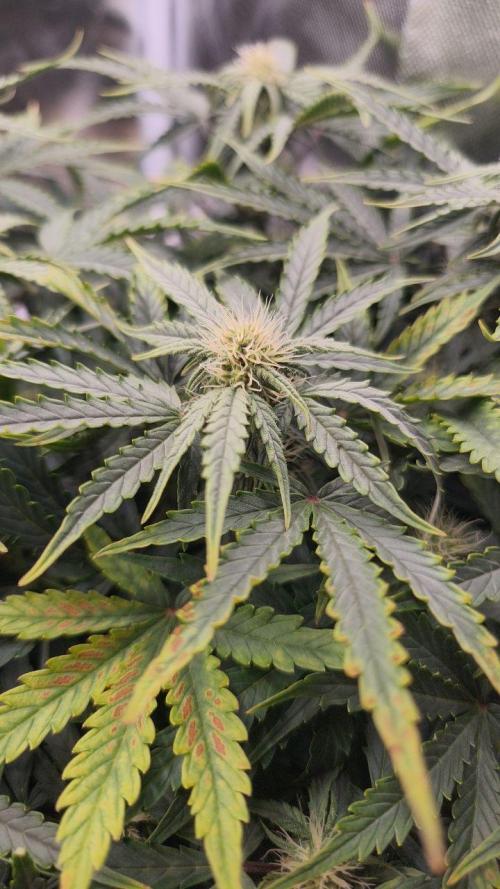 2025-11-07 Quick One. Week 5