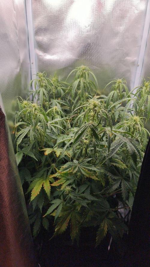 2025-11-17 Quick One in 60x60. Week 5