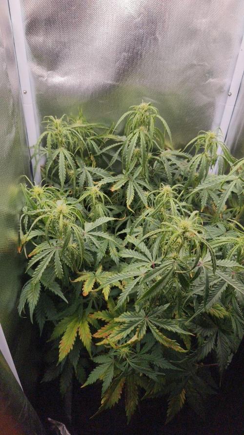 2025-11-17 Quick One in 60x60. Week 5