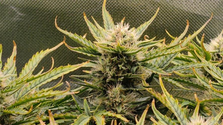 2025-11-07 Quick One. Week 6