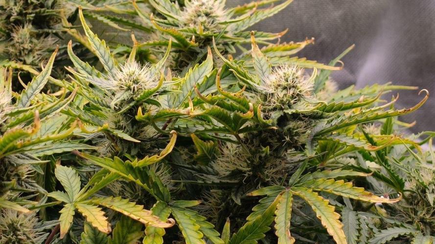 2025-11-07 Quick One. Week 6