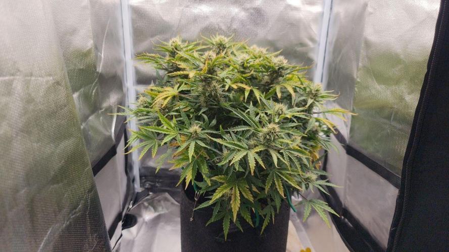 2025-11-07 Quick One. Week 6