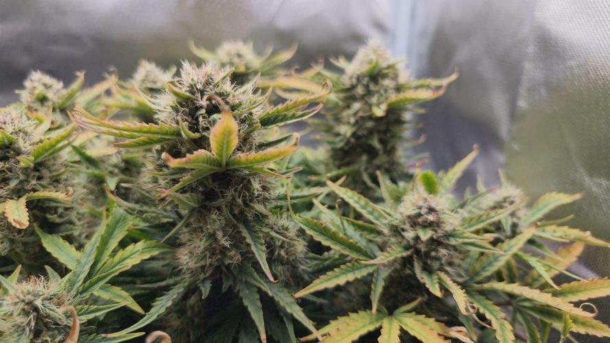 2025-11-07 Quick One. Week 7