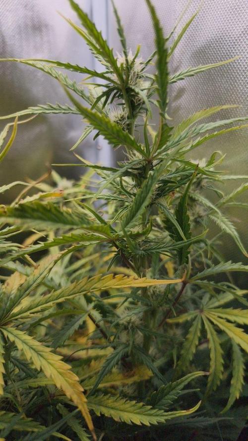 2025-11-17 Quick One in 40x40. Week 6