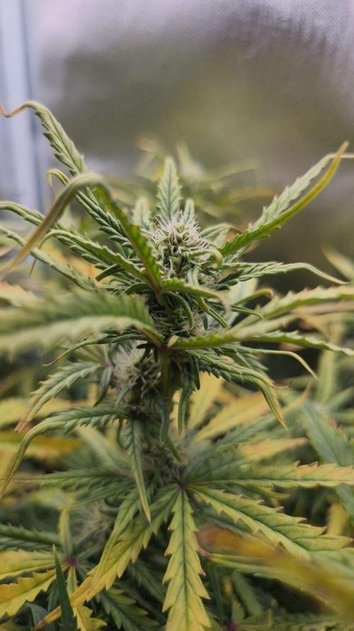 2025-11-17 Quick One in 40x40. Week 6