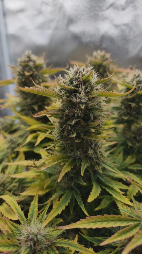 2025-11-07 Quick One. Week 7