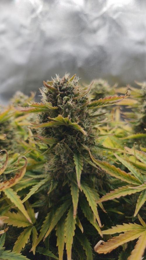 2025-11-07 Quick One. Week 7