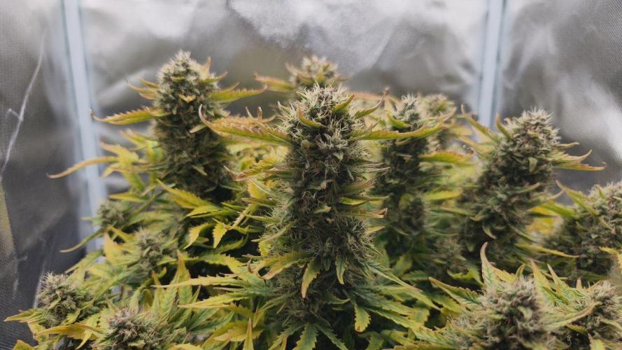 2025-11-07 Quick One. Week 7