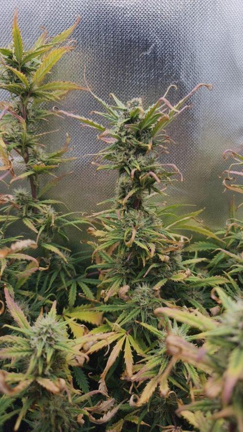 2025-11-17 Quick One in 40x40. Week 7