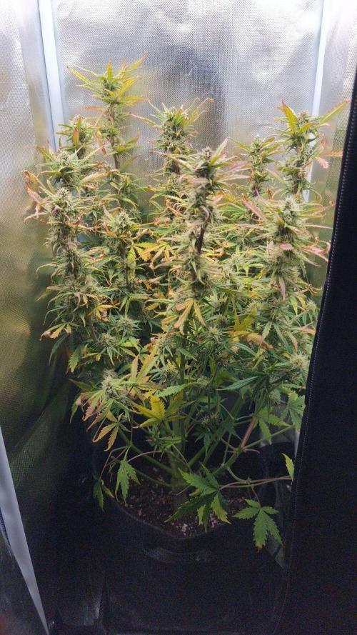 2025-11-17 Quick One in 40x40. Week 7