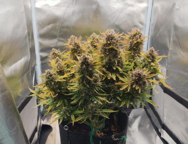 2025-11-07 Quick One. Week 8