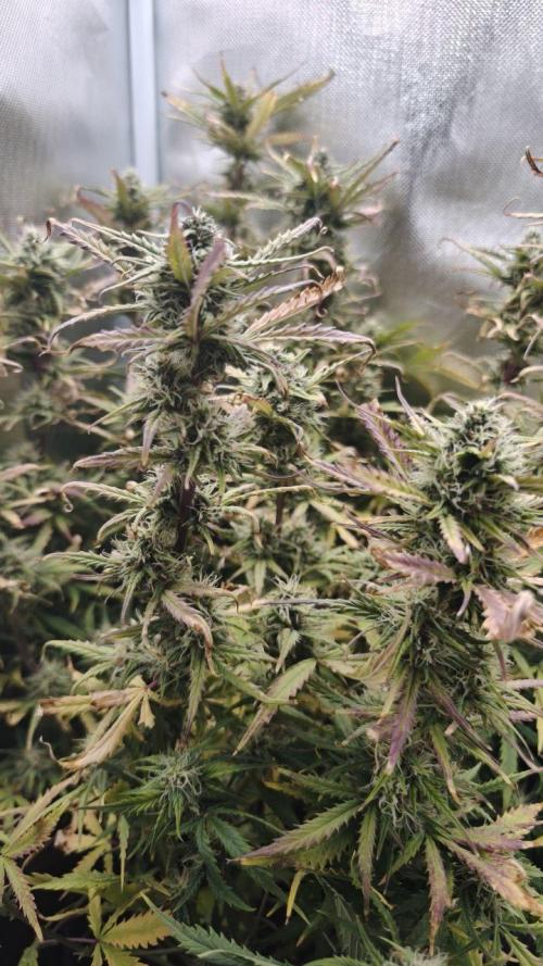 2025-11-17 Quick One in 40x40. Week 7