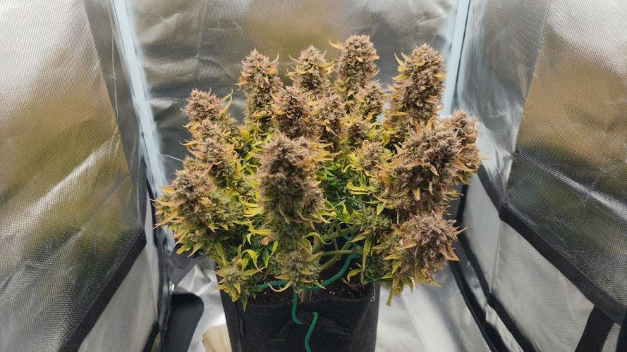 2025-11-07 Quick One. Week 9