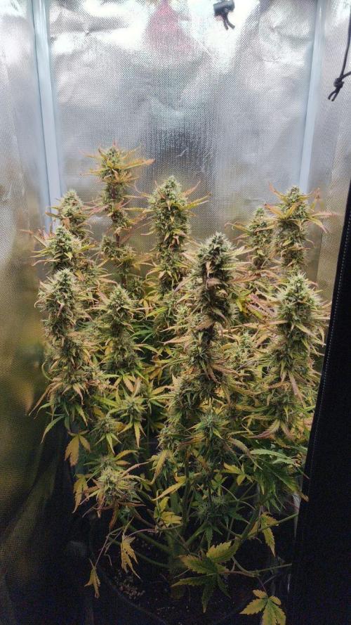 2025-11-17 Quick One in 40x40. Week 8