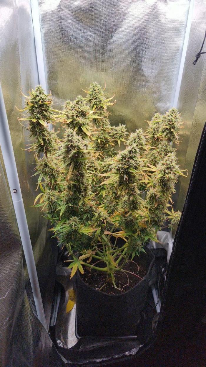 2025-11-17 Quick One in 40x40. Week 9