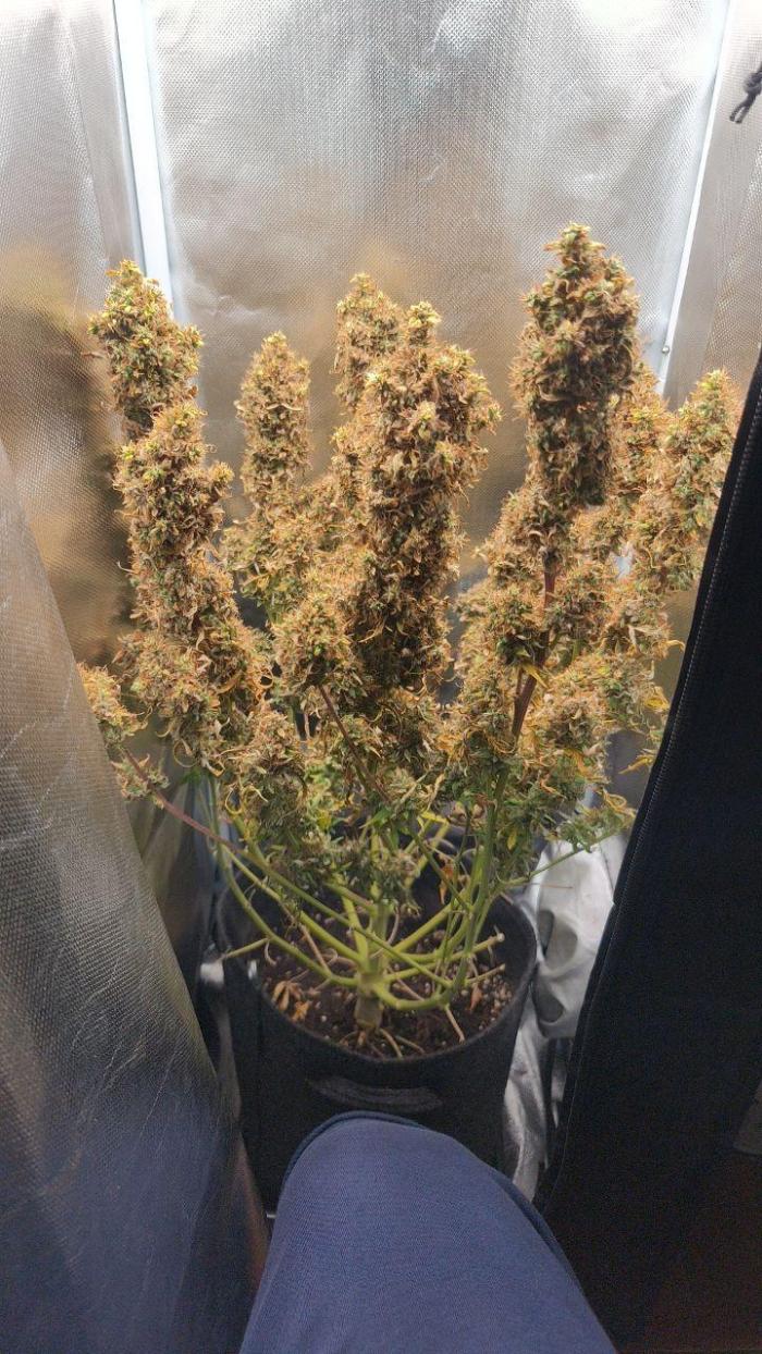 2025-11-17 Quick One in 40x40. Week 10