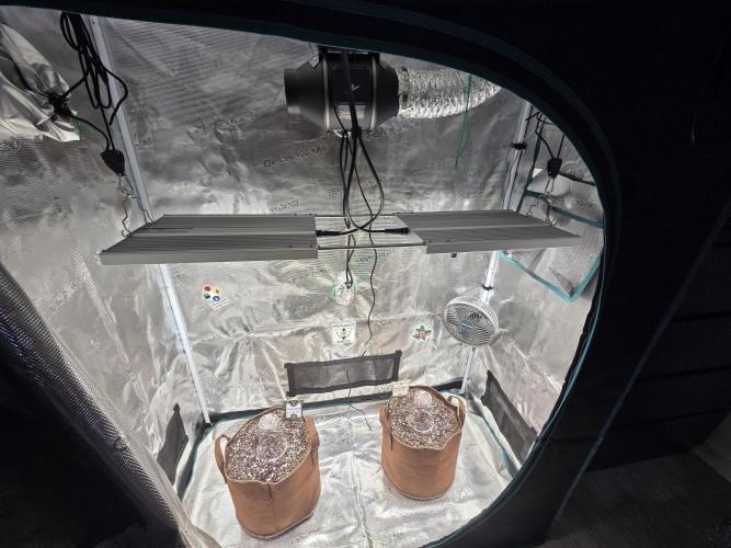 Illuminauto #60 Alien Grapes by Mephisto. Week 0 - My first proper setup.