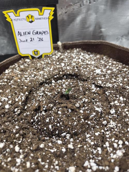 Illuminauto #60 Alien Grapes by Mephisto. Week 0 - July 23 '26