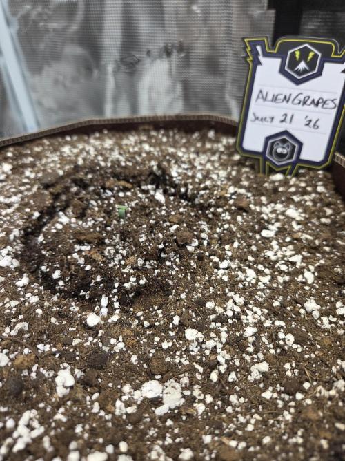 Illuminauto #60 Alien Grapes by Mephisto. Week 0 - July 23 '26
