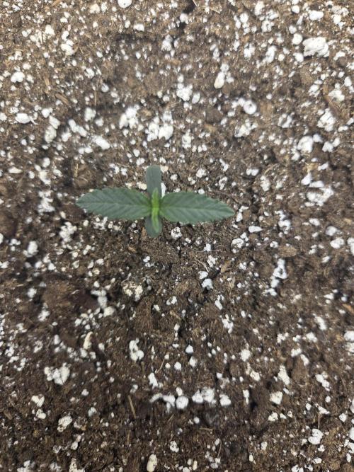 Illuminauto #60 Alien Grapes by Mephisto. Week 1 - Day 7