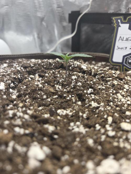 Illuminauto #60 Alien Grapes by Mephisto. Week 1 - Day 7