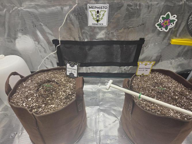 Illuminauto #60 Alien Grapes by Mephisto. Week 1 - Day 7