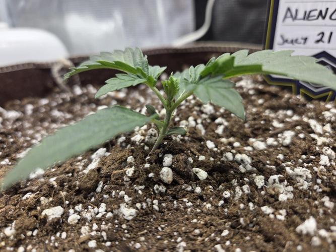 Illuminauto #60 Alien Grapes by Mephisto. Week 2