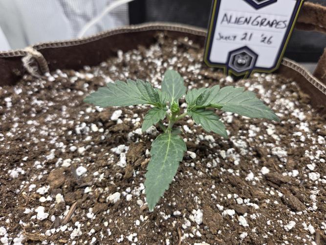 Illuminauto #60 Alien Grapes by Mephisto. Week 2