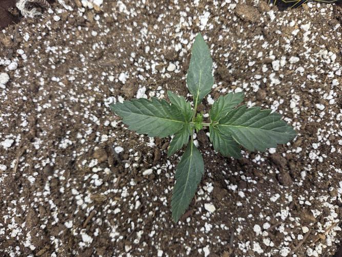 Illuminauto #60 Alien Grapes by Mephisto. Week 2