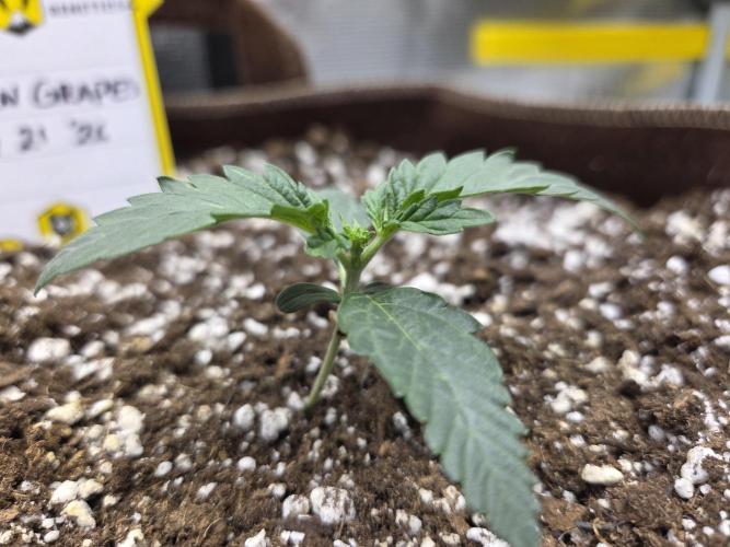 Illuminauto #60 Alien Grapes by Mephisto. Week 2