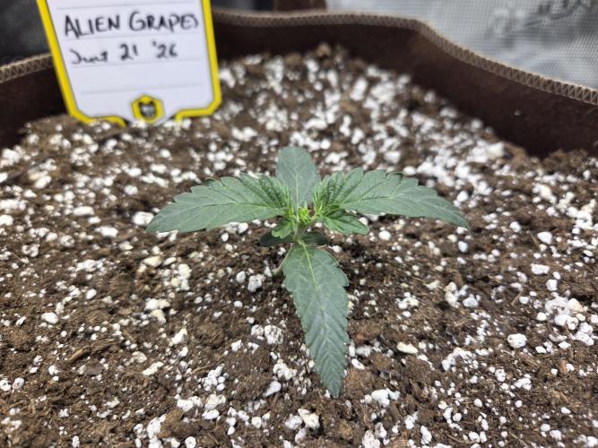 Illuminauto #60 Alien Grapes by Mephisto. Week 2