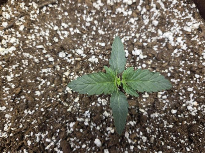 Illuminauto #60 Alien Grapes by Mephisto. Week 2