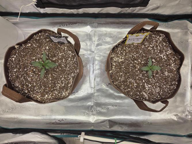 Illuminauto #60 Alien Grapes by Mephisto. Week 2