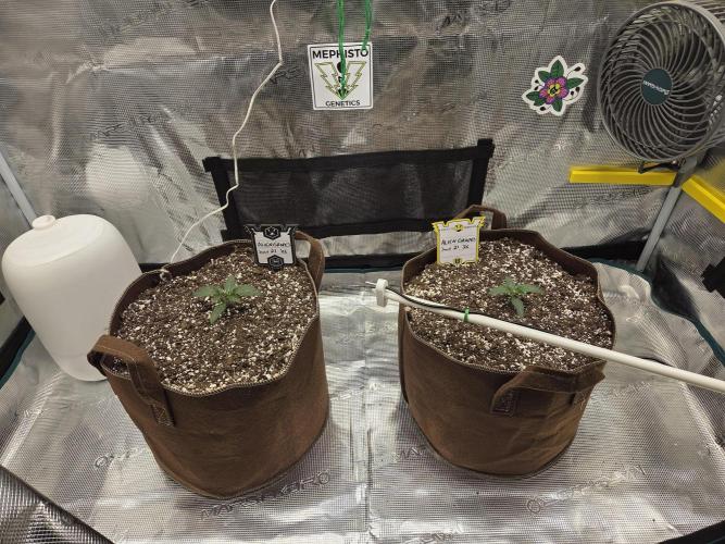 Illuminauto #60 Alien Grapes by Mephisto. Week 2