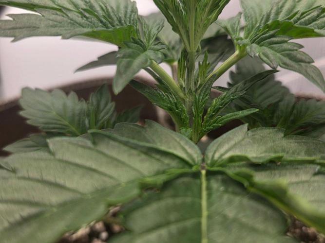 Illuminauto #60 Alien Grapes by Mephisto. Week 3 - L Day 21