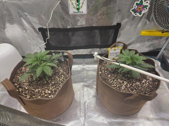 Illuminauto #60 Alien Grapes by Mephisto. Week 3 - Day 21