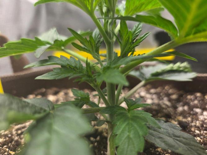 Illuminauto #60 Alien Grapes by Mephisto. Week 3 - R Day 21