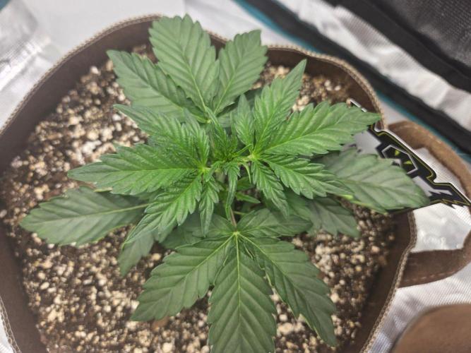 Illuminauto #60 Alien Grapes by Mephisto. Week 3 - L Day 21