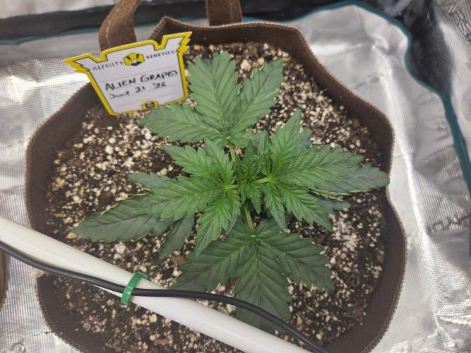 Illuminauto #60 Alien Grapes by Mephisto. Week 3 - R Day 21