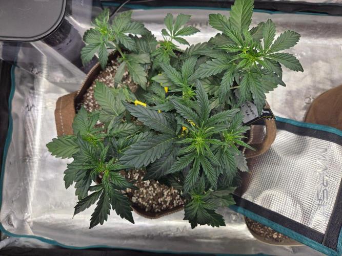 Illuminauto #60 Alien Grapes by Mephisto. Week 4
