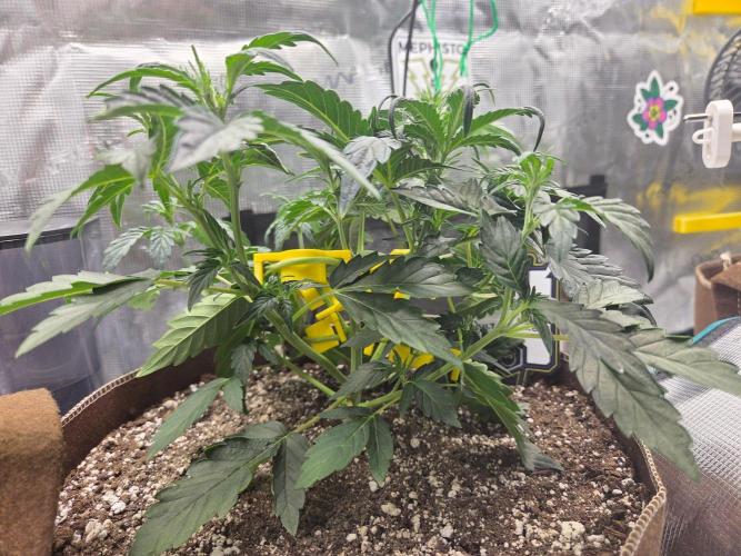 Illuminauto #60 Alien Grapes by Mephisto. Week 4