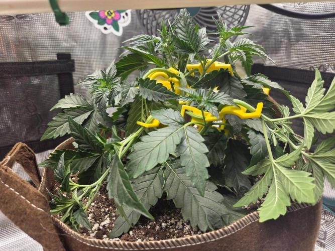 Illuminauto #60 Alien Grapes by Mephisto. Week 4